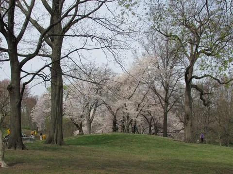 Ype tree in Central Park Stock Photos