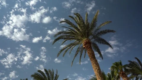 Yptian date palms against a background of a beautiful sky with clouds 스톡 동영상 255220181