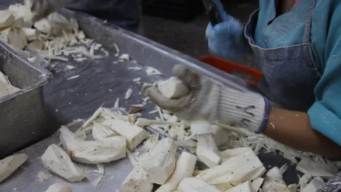 Yuca cutting Stock Footage 91333364