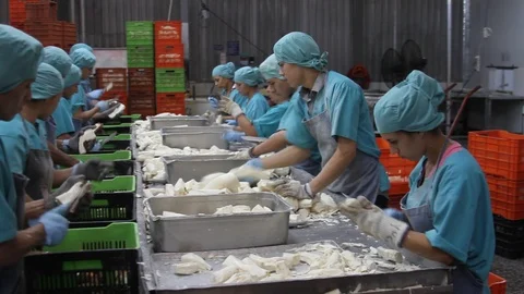 Yuca processing plant in Central America. Stock Footage 91333414