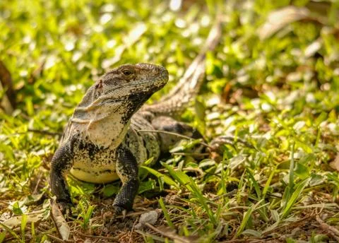 Yucatan iguana on a small patch of grass in Yucatan, Mexico. Stock Photos