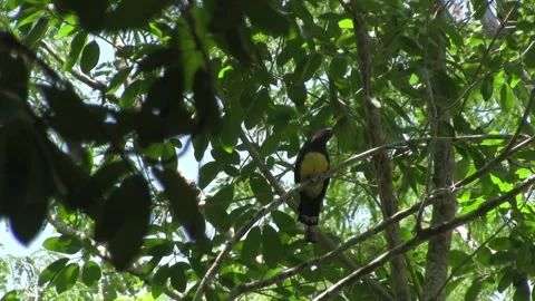Yucatan Jay Chara Yucateca in Jungle Tree Wildlife Nature Footage Stock Footage 327479727