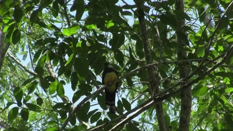 Yucatan Jay Chara Yucateca Taking Off from Tree into Flight Wildlife Footage Stock Footage 327479778