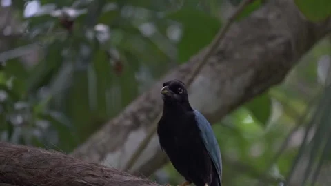 Yucatan Jay Perched in the Tropical Canopy of a Tulum Cenote Video stock 317840214