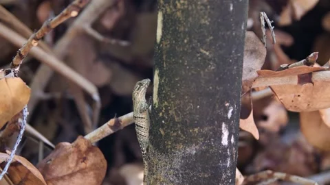 Yucatan lizard sitting on a jungle tree Stock Footage 178112253