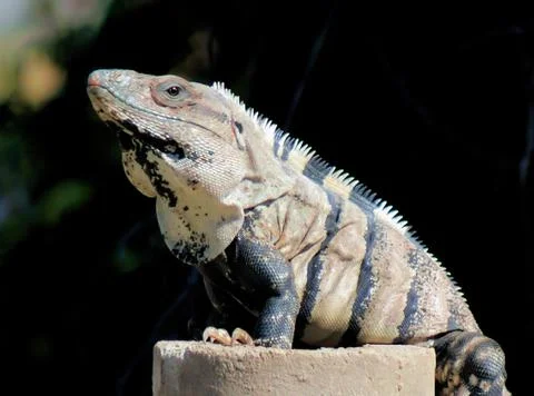 Yucatan native iguana Stock Photos