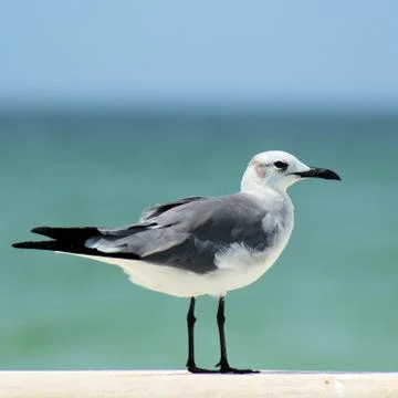Yucatan Native Seagull Foto stock