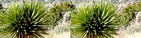 Yucca 2 3D Stock Footage 3476836