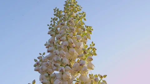 Yucca in bloom Vídeo Stock 100193374