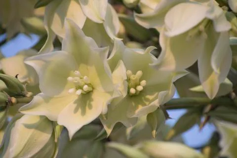 Yucca Bloom Stock Photos