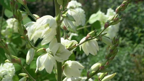 Yucca blooms Stock Footage 159552255