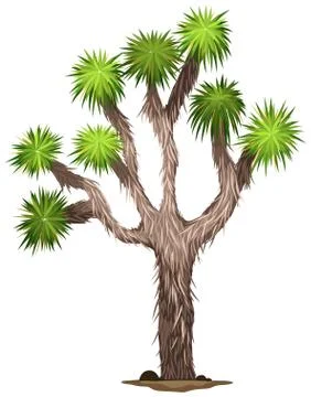 The Yucca brevifolia tree Stock Illustration