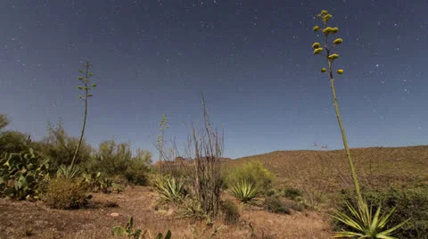 Yucca Cactus Astro Time Lapse 1 Stock-Footage 24111255