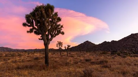 A Yucca cactus silhouetted during a colorful sunset in Joshua Tree National Park Stock Photos