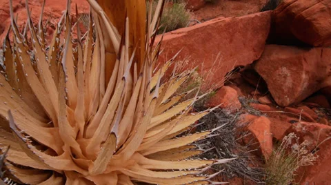 Yucca Cactus Stalk at Red Rocks Wilderness Area Near Las Vegas, Nevada Stock Footage 35375437