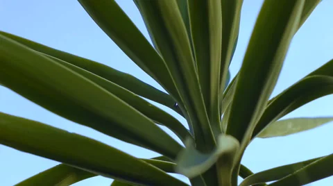 Yucca closeup Video stock 66856333