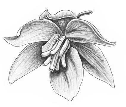 Yucca Flower &amp; Moth Stock Illustration