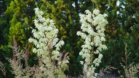 Yucca flower stalks moving in light wind among green foliage Stock Footage 339206992