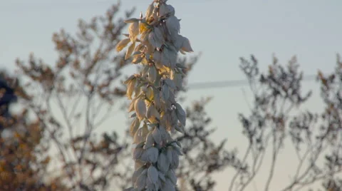 Yucca Flowers in the Desert at Sunset Stock Footage 64330694