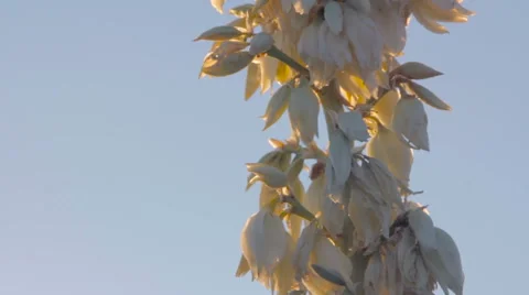 Yucca Flowers at Sunset Stock Footage 64330603