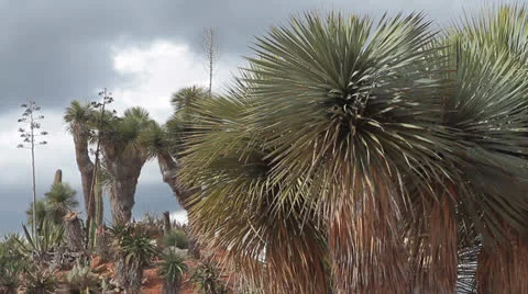 Yucca 库存影片 22641746