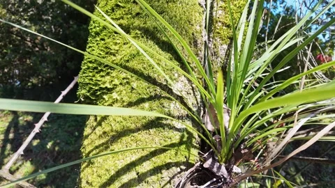Yucca Leaves Against Mossy Tree Trunk Vídeos de archivo 345340890