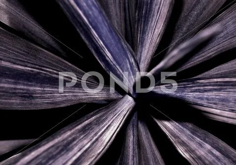 Yucca leaves texture Stock Photos