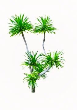 Yucca palm tree Stock Photos