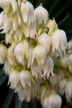 The yucca palm tree with white bell flowers grows naturally. Stock Photos
