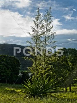 Yucca Stock Photos