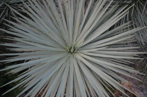 Yucca Stock Photos