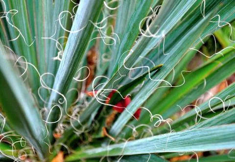 Yucca Stock Photos