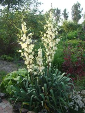 Yucca 스톡 사진