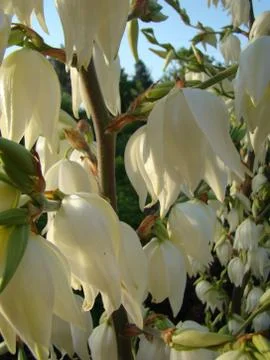 Yucca Stock Photos