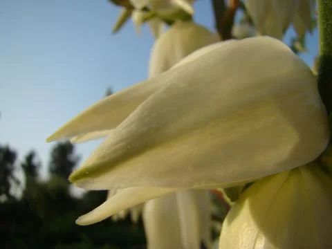 Yucca Stock Photos