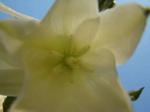 Yucca Stock Photos