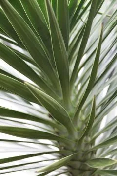 Yucca Stock Photos