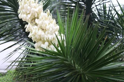 Yucca Stock Photos