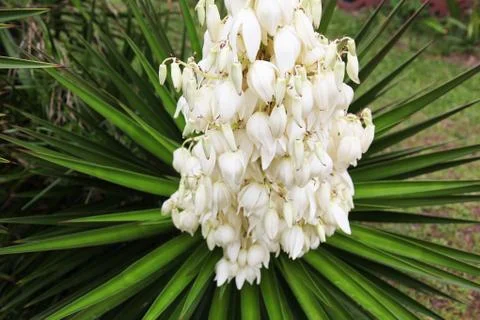 Yucca Stock Photos