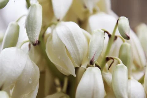 Yucca Stock Photos