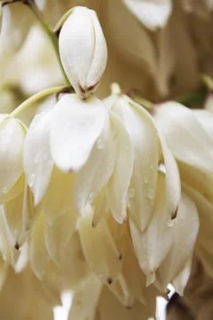 Yucca Stock Photos