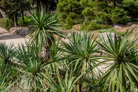 Yucca Stock Photos
