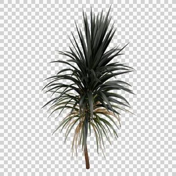 Yucca Stock Photos