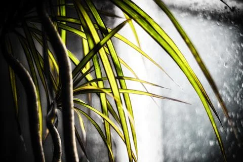 Yucca plant in front of a window inside stock photo Stock Photos
