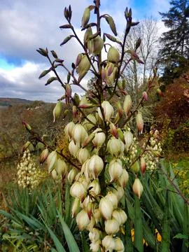 Yucca Plant . Stock Photos