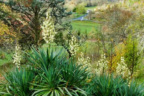 Yucca Plants . Stock Photos