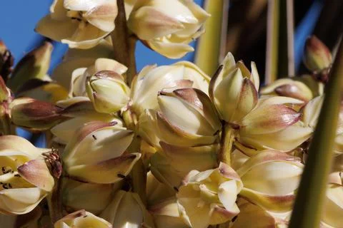 YUCCA SCHIDIGERA BLOOM Stock Photos