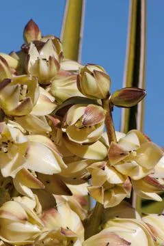YUCCA SCHIDIGERA BLOOM Stock Photos