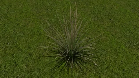 Yucca Spiky Plant On Grass 3D Render Asset Stock Footage 346442696