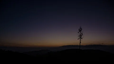 A Yucca at Sunrise Stock Footage